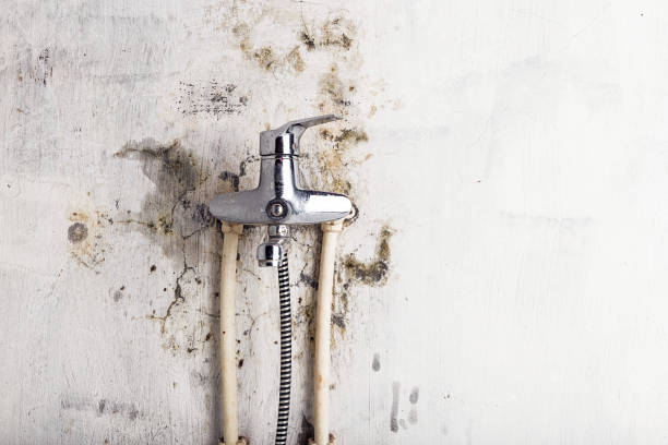 Best Mold Testing  in Larimore, ND