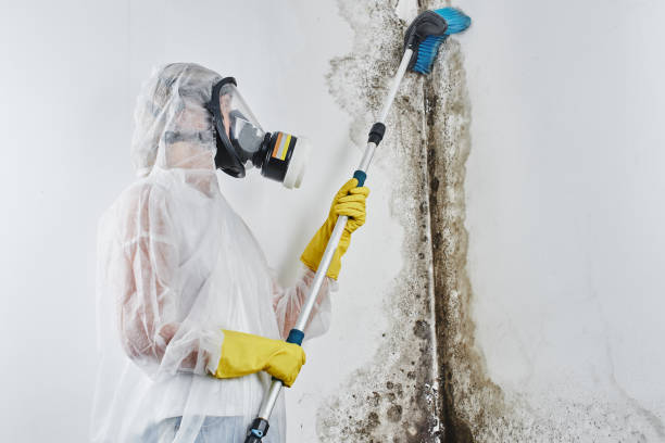 Best Fast Mold Removal  in Larimore, ND
