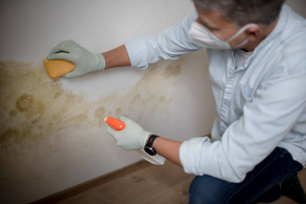 Best Best Mold Removal Companies  in Larimore, ND