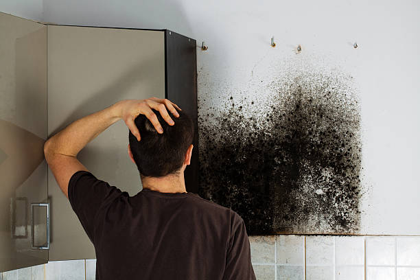 Best Local Mold Removal Service  in Larimore, ND