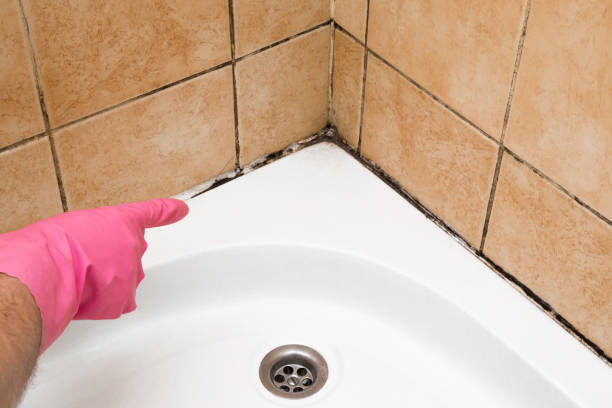 Best Mold Remediation  in Larimore, ND