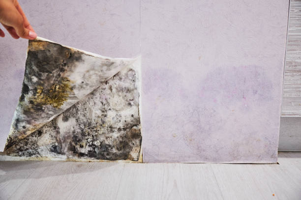 Best Local Mold Removal Service  in Larimore, ND